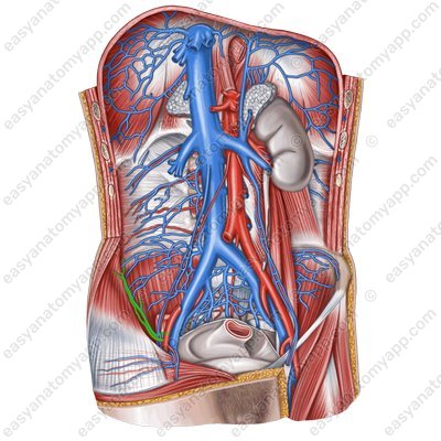 Deep circumflex iliac artery (a. circumflexa iliaca profunda)